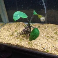 گیاه اکواریومی آنوبیاس