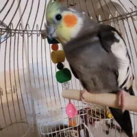 عروس هلندی فول رام سخنگو