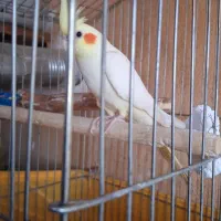 عروس هلندی لوتینو نر|پرنده|محمدشهر, شهرک پیام (مهرالبرز)|دیوار