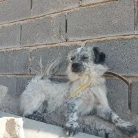 سگ اشپیتز پوز روباهی