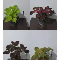 انواع گل های آپارتمانی