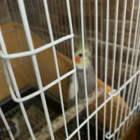 تعدادی عروس هلندی|پرنده|بندرعباس, |دیوار