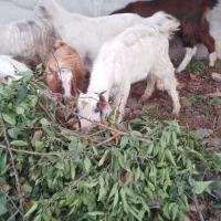 بزغاله های نر و ماده