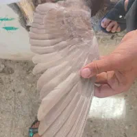 کبوتر|پرنده|بیرجند, |دیوار