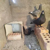 نروماده کلاغ اصل|پرنده|کرمان, |دیوار