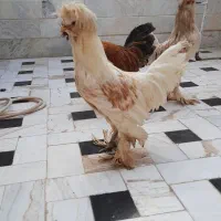 خروس سلطان|حیوانات مزرعه|قم, شهرک امام حسین|دیوار