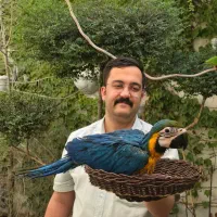 جوجه ارا کاسکو کاکادو ماکائو سرلاکی نقد و اقساط