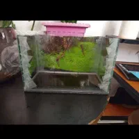 آکواریوم|ماهی|مرند, |دیوار