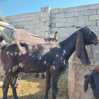 بز پاکستانی اصل جوان  درشت دقلو  آبستن|حیوانات مزرعه|قره چای, |دیوار