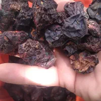 الو سیاه|خوردنی و آشامیدنی|محمدبار, |دیوار