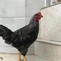خروس پیلموت‌ نژاد دار