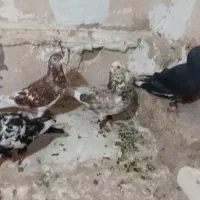 کبوتر