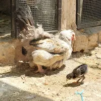 مرغ و خروس و جوجه