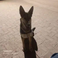 سگ ژرمن