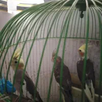 فوش جوجه عروس 2ماهه