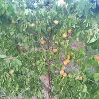 فروش زمین ۶۰۰ متری در روستای زواریان|فروش زمین و ملک کلنگی|سلفچگان, |دیوار