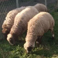 فروش گوسفند وبره