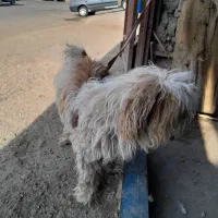 حیوانات اهلی