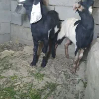 پاچن نسل دار وماده نسلی چهارقلو|حیوانات مزرعه|سراوان, |دیوار