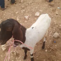 سلام وقت بخیر بزشکم دوم دوقلوزا