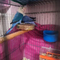 طوطی برزیلی اوپال جفت تضمینی|پرنده|شیراز, عفیف‌آباد|دیوار