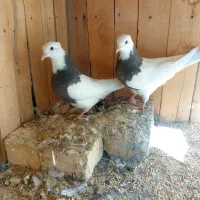 کبوتر طوقی|پرنده|رودشت (اصفهان), |دیوار