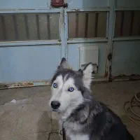 سگ هاسگی یکساله واک