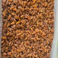 کشمش سبز و آبگیری انواع کشمش|خوردنی و آشامیدنی|رشت, منظریه|دیوار