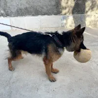 ژرمن شپرد شولاین اصیل بالغ|سگ|بجنورد, |دیوار