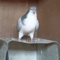 کبوتر بدرنگ نر|پرنده|پیر بکران, |دیوار