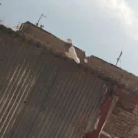 کبوتر|پرنده|خرمآباد, |دیوار