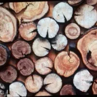 خریدار چوب  درخت