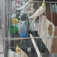 مولد عروس هلندی  لوتینو|پرنده|بهارستان, |دیوار