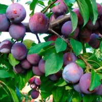 فروش ارقام هلو شلیل زردآلو آلوچه گیلاس گردو صنوبر|خدمات باغبانی و درختکاری|گنبد کاووس, |دیوار