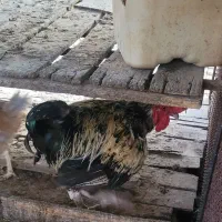 فروش خروس محلی ،
