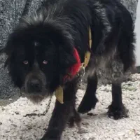 واگذاری سگ قهدریجانی