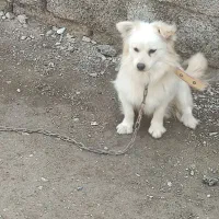 سگ فروشی پاکوتاه