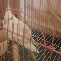 دو عدد عروس هلندی لوتینو وسفید همراه قفس