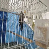 جفت عروسی هلندی مولد|پرنده|مشهد, خواجه ربیع|دیوار