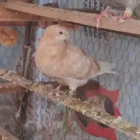 کفتر   ‌‌‌‌