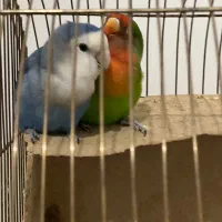 دو عدد طوطی برزیلی