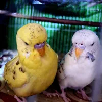 مرغ عشق انگلیسی