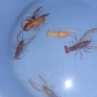 انواع ماهی گوشت خوار و گیاه خوار و لابستر و پرنده|ماهی|کرج, شهرک یاس شمالی|دیوار