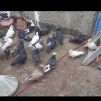 کفتر جفتگاه پرشی|پرنده|چناران, |دیوار