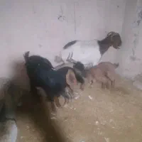 بزوبزغاله|حیوانات مزرعه|هرسین, |دیوار