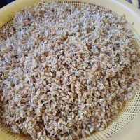 پودر جوانه گندم طبیعی|خوردنی و آشامیدنی|شیراز, رکن‌آباد|دیوار