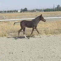 کره خود یورقه نریان درشت عالی4ماهه