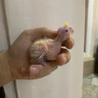 جوجه عروس سرلاکی(بالغ و جفت مولد)|پرنده|رشت, یخسازی|دیوار