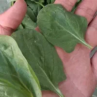 بیبی اسفناج