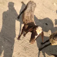 میش بره